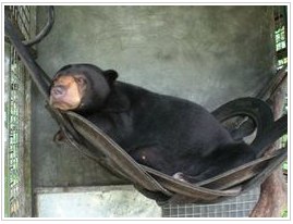 Auch die Malaienbären brauchen Ihre Hilfe! - Umwelt & Schutz der natürlichen Ressourcen, Borneo, Indonesien