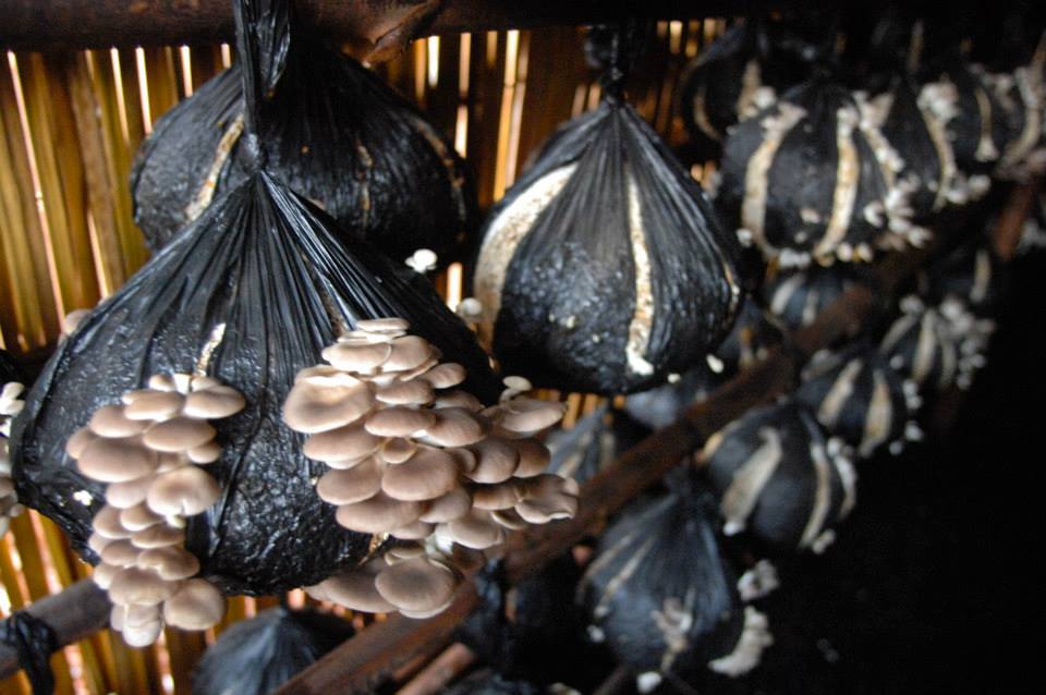 Mushrooms growing in plastic bags